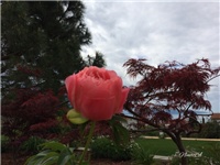 57156036-20170504 Ri božur.jpg